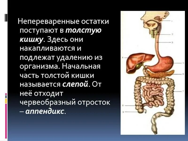 Удаление непереваренных остатков пищи. Непереваренные остатки пищи. Непереваренные остатки накапливаются в толстой кишке. Непереваренные остатки накапливаются в толстой кишке. Строение толстого кишечника биология 8 класс.