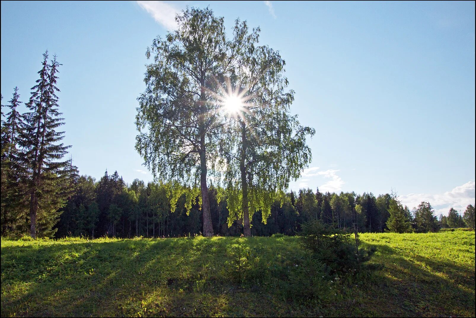 Две березы. Одинокая береза. Березы утром. Утро в березовой роще. Березки второй