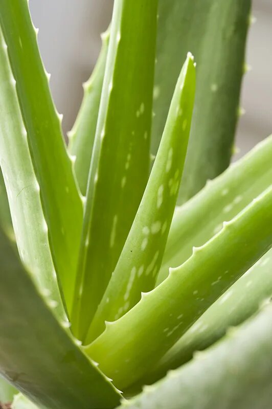 Алоэ и влажное. Алоэ перфолиатум. Aloe barbadensis Leaf.