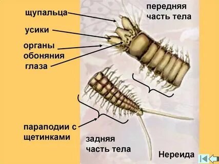 Щетинки червей