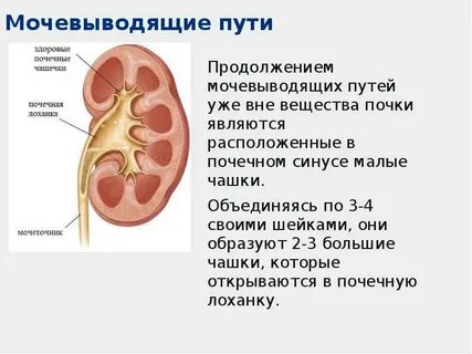В чашечка почка нормы