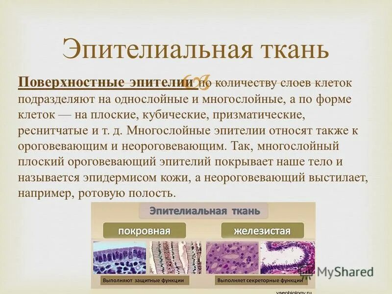 ткани это группа клеток сходных по строению. функции железистого эпителия ткани. ткань это группа клеток сходных по. группа клеток выполняющая определенную функцию. ткани это группа клеток имеющих.