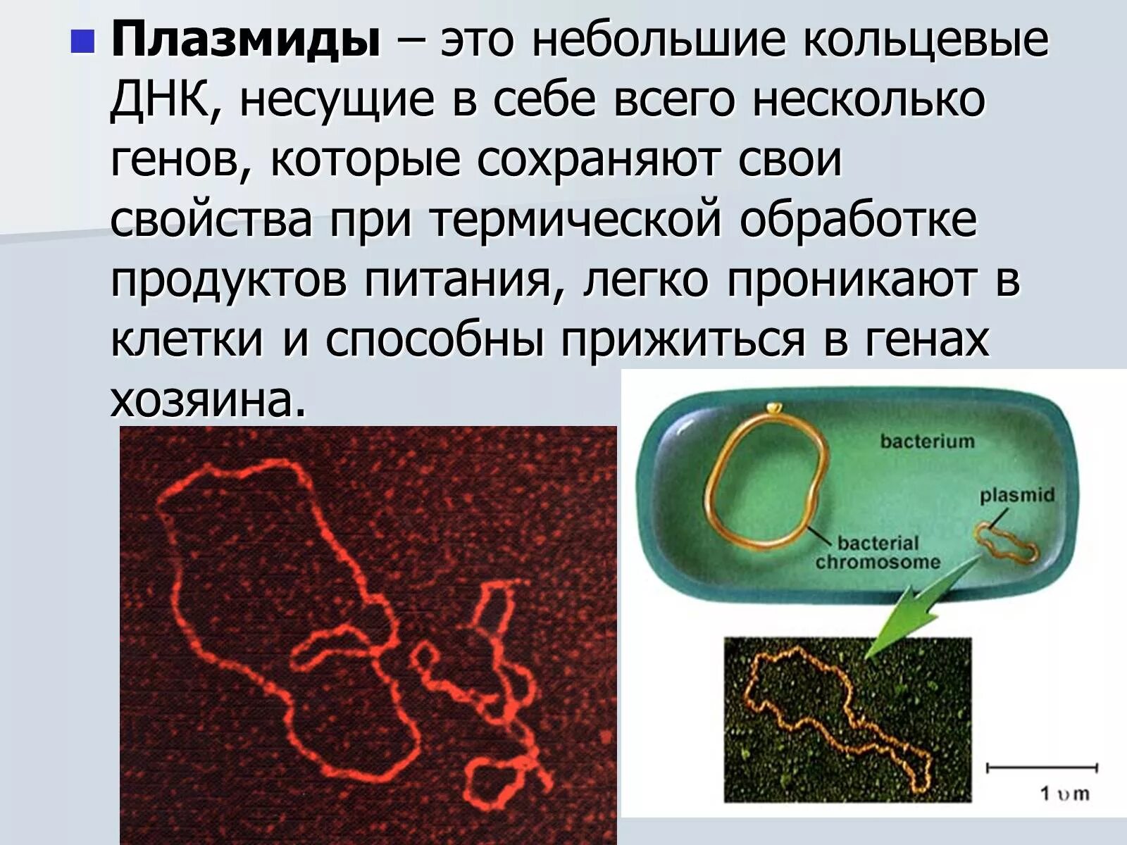 В клетках прокариот днк. Строение клетки бактерии плазмида. Строение плазмид бактерий. Строение бактерии плазмида. Плазмиды функции микробиология.