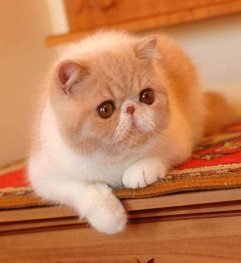 Котята породы экзот фото
