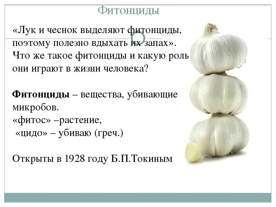 Можно ли чеснок при гв. Фитонциды чеснока. чем полезен чеснок. фитонциды это. чеснок польза.