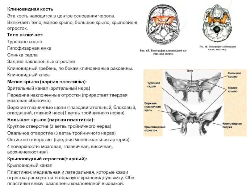 Турецкие седло кость. Клиновидная кость крыловидный канал. Клиновидная кость черепа гипофиз. Отверстия клиновидной кости таблица. Задний клиновидный отросток клиновидной кости.