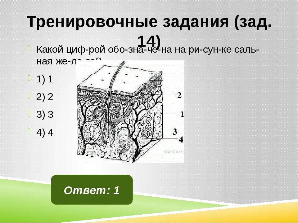 Система покровных органов человека функции. Система органов покровной ткани. Покровная система человека строение. Система покровных органов человека. Функции покровной системы.