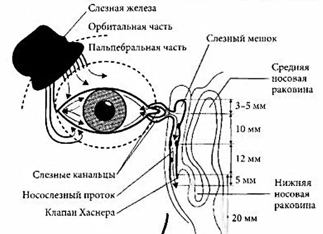 Слезная железа схема. Строение слезоотводящих путей глаза. Строение глаза слезный мешок , железа. Строение носослезного аппарата. Слезная железа строение