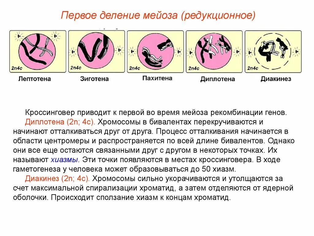 Образование веретена деления мейоза. Фазы мейоза хромосомы. Мейоз зиготена пахитена диплотена. Метафаза мейоза 2. Мейоз 1 деление.