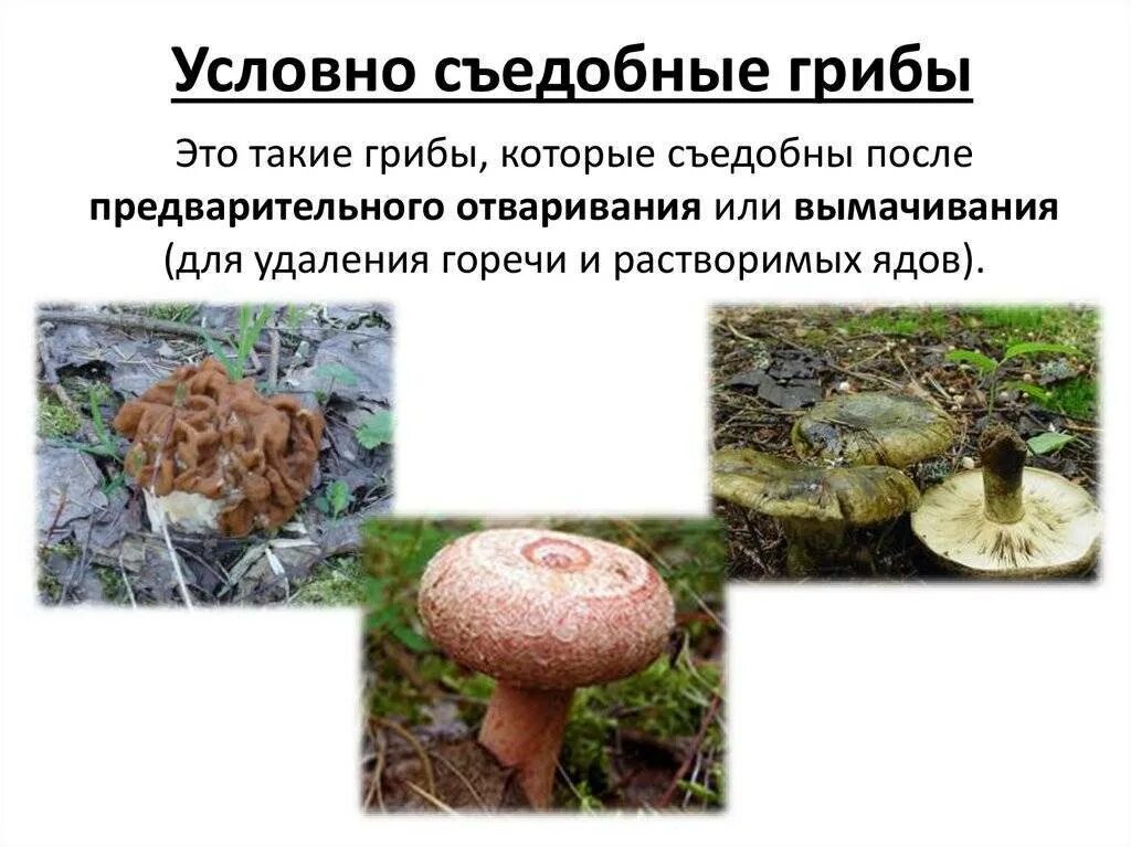 Съедобные грибы, условно съедобные ,ядовитые. Съедобные грибы, условно съедобные ,ядовитые. Условно несъедобные грибы. Условно съедобные грибы названия. Условносьедобные грибы.