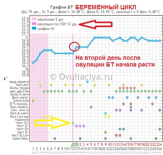 Поздняя овуляция и месячные. Овуляция на 12 день график базальной температуры. График базальной температуры с ранней овуляцией. Овуляция на графике БТ. График забеременеть.