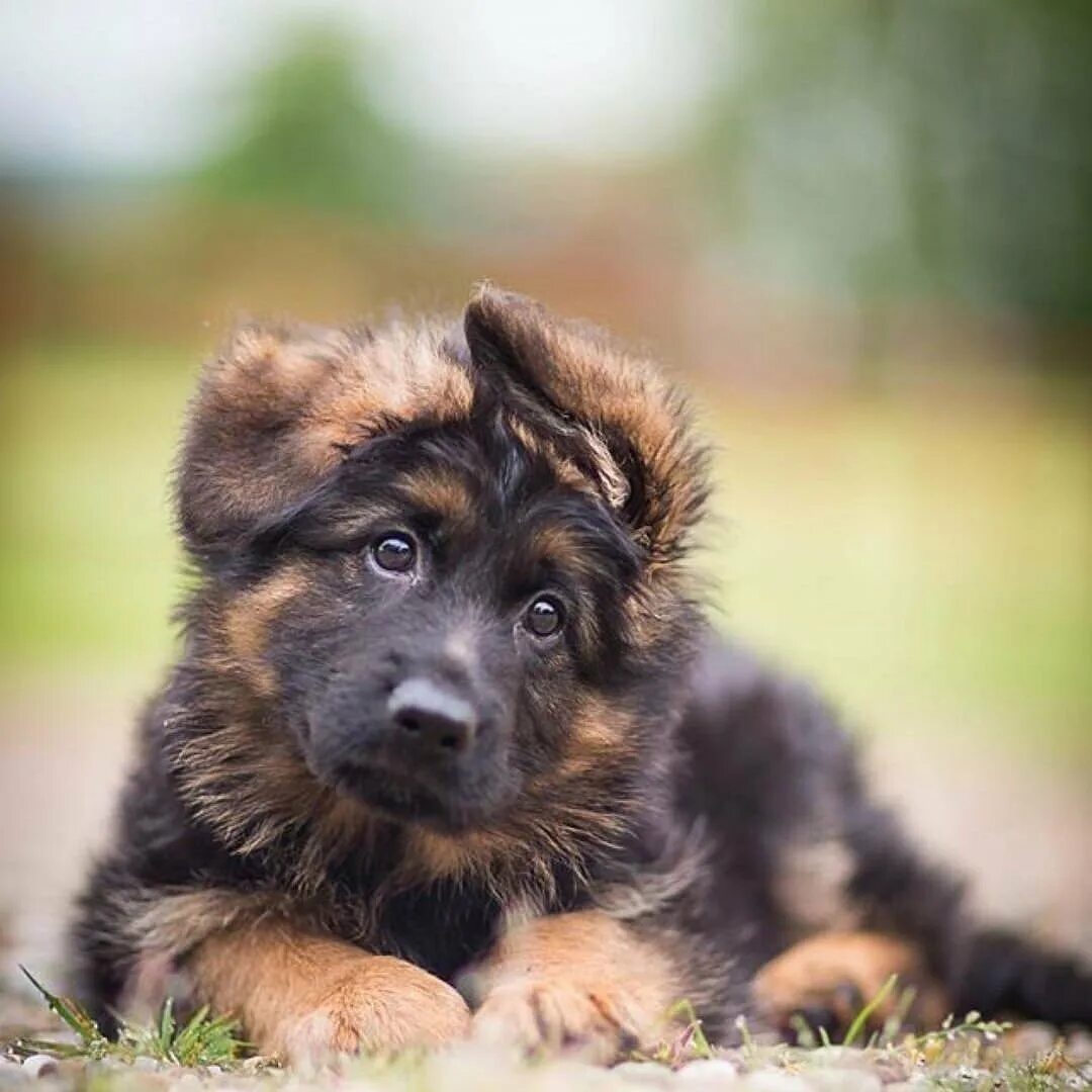 Шеппердино карликовая овчарка. German Shepherd немецкая овчарка щенок. Немецкая овчарка Шеферд щенки. Немецкая овчарка щенки к9.