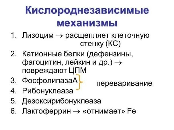 Схема кислородзависимых бактерицидных механизмов фагоцитов. Кислородзависимые микробицидные механизмы фагоцитов. Стадии фагоцитоза 4 стадии. Кислороднезависимые механизмы фагоцитоза. Схематическое изображение отдельных этапов фагоцитоза.
