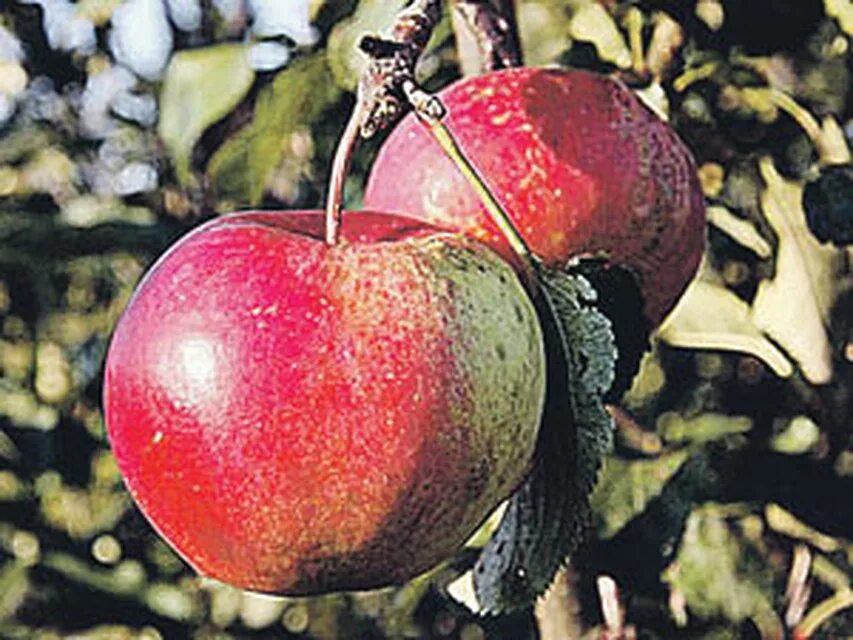 Яблоня сорт устойчивая. Яблоня «да 65-17». Яблоня 6517. Яблоко созрело. Сорта яблонь для Ленинградской области устойчивые к парше.