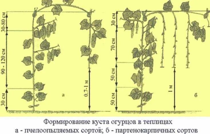 Огурцы выращивание и уход в теплице. Схема формировки огурцов в теплице. Схема формирования огурца в теплице. Формирование пчелоопыляемых огурцов в теплице схема. Схема формирования сортовых огурцов.