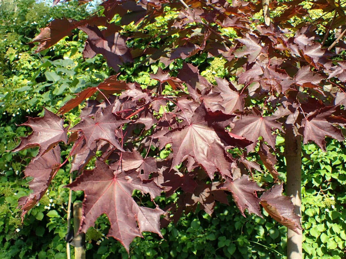 Клен д б. Клен остролистный (acer platanoides). клен остролистный фасенс блэк. клен остролистный faassen&#039;s black. клен платановидный фассен блэк.