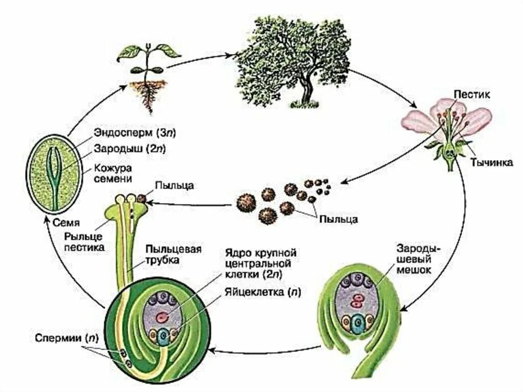 Покрытосеменные диплоидные