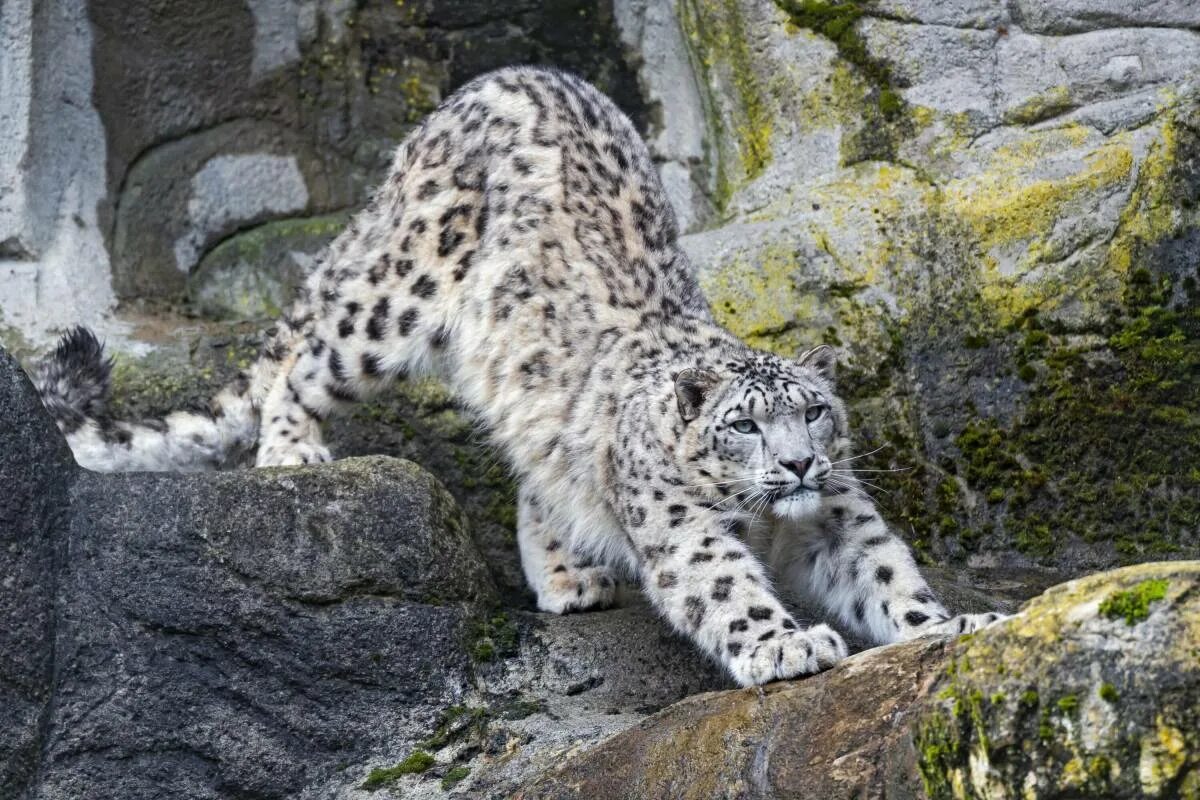 Снежный барс uncia uncia. Снежный леопард (panthera uncia). Снежный барс ирбис. Снежный барс ирбис. Ирбис и леопард.