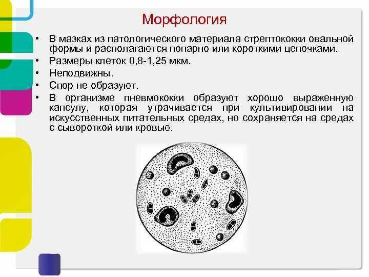 Морфология простейших микробиология. Строение простейших микробиология. Формы простейших микробиология. Строение и классификация простейших микробиология.