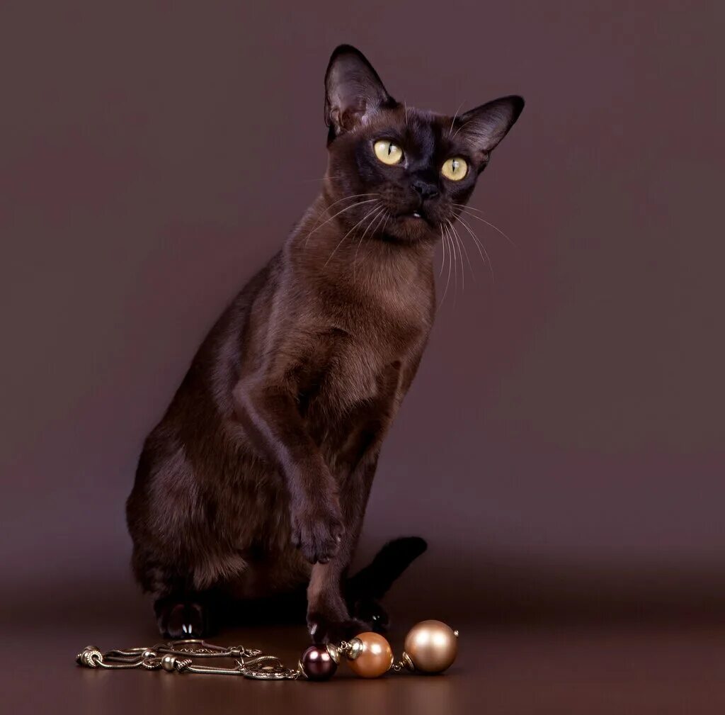 Фото шоколадных кошек. Бурманская порода кошек. Бурманская короткошерстная кошка. Европейская Бурма кошка. Шоколадная кошка порода Бурманская.