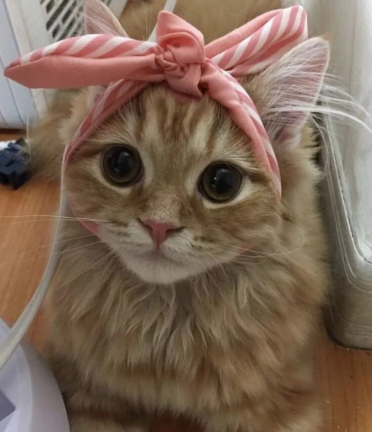 Милые пикчи с котиками. Милый кот пикча. Милый прикури. Милый кот. Милый прикури.