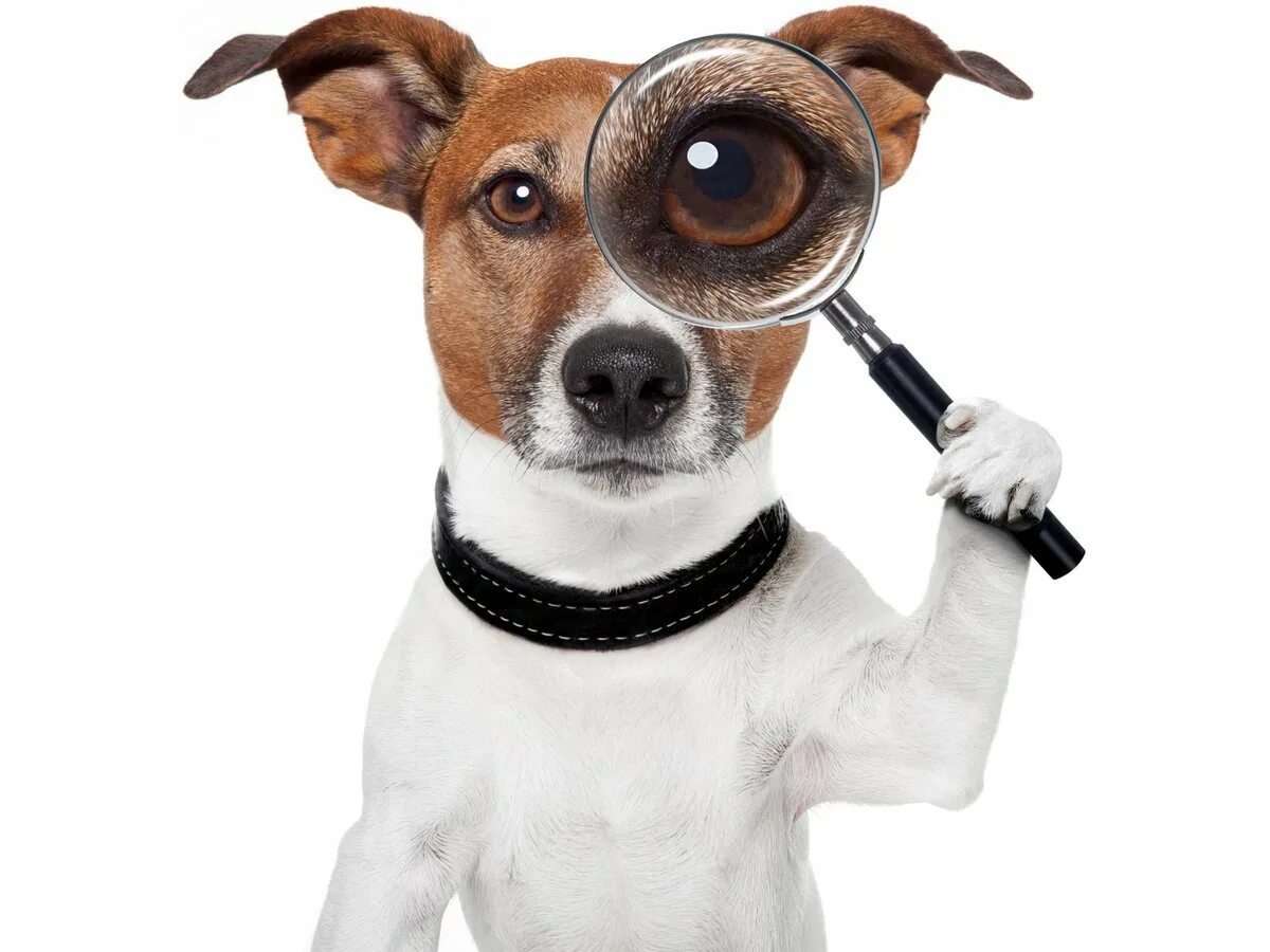 Зоотехник на ферме. Женщины в сельском хозяйстве. Собака в деловом костюме. Ищу работа животных. Ищем сотрудника в зоомагазин.