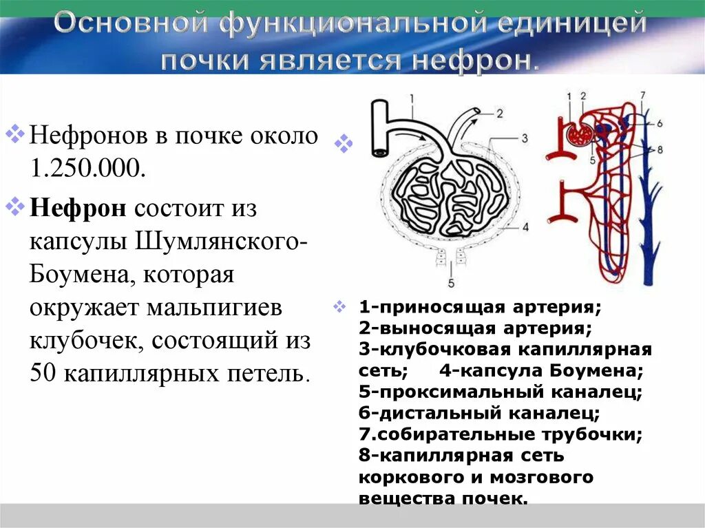 Нефрон состоит из тест. Капсула Боумена-Шумлянского функции. Строение клубочка нефрона. Капиллярный клубочек нефрона. Нефрон (капсула Шумлянского-Боумена) гистология.