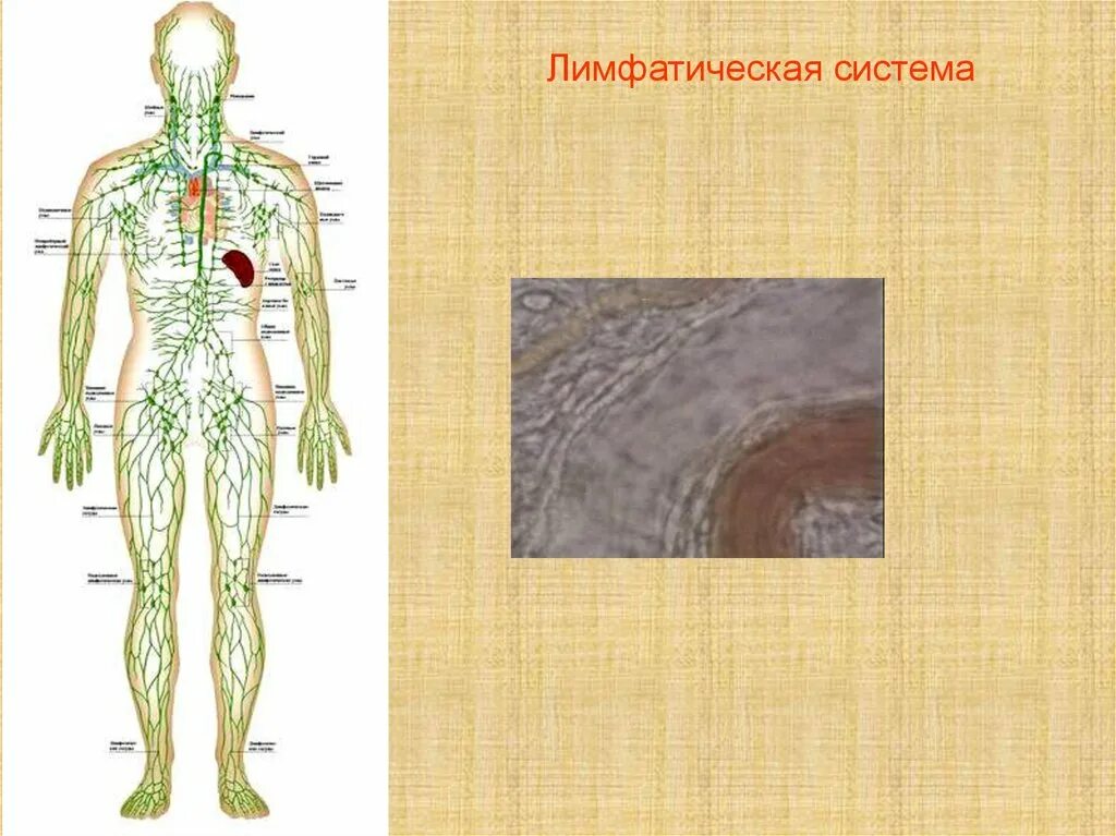 Лимфатическая система человека. Схема лимфообращения. Лимфатическая система человека схема. Лимфатическая система человека рисунок. Рисунок лимфатической системы