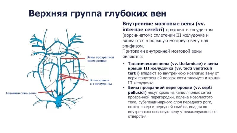 Вены головного мозга. Венозная система головного мозга анатомия. Вена Галена головного мозга. Большая Вена мозга Вена Галена. Базальная мозговая Вена.