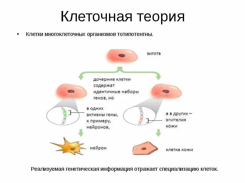 Состоит из неспециализированных клеток. Тотипотентность клеток. клетки многоклеточного организма. специализированные клетки. клетки многоклеточного организма тотипотентны.