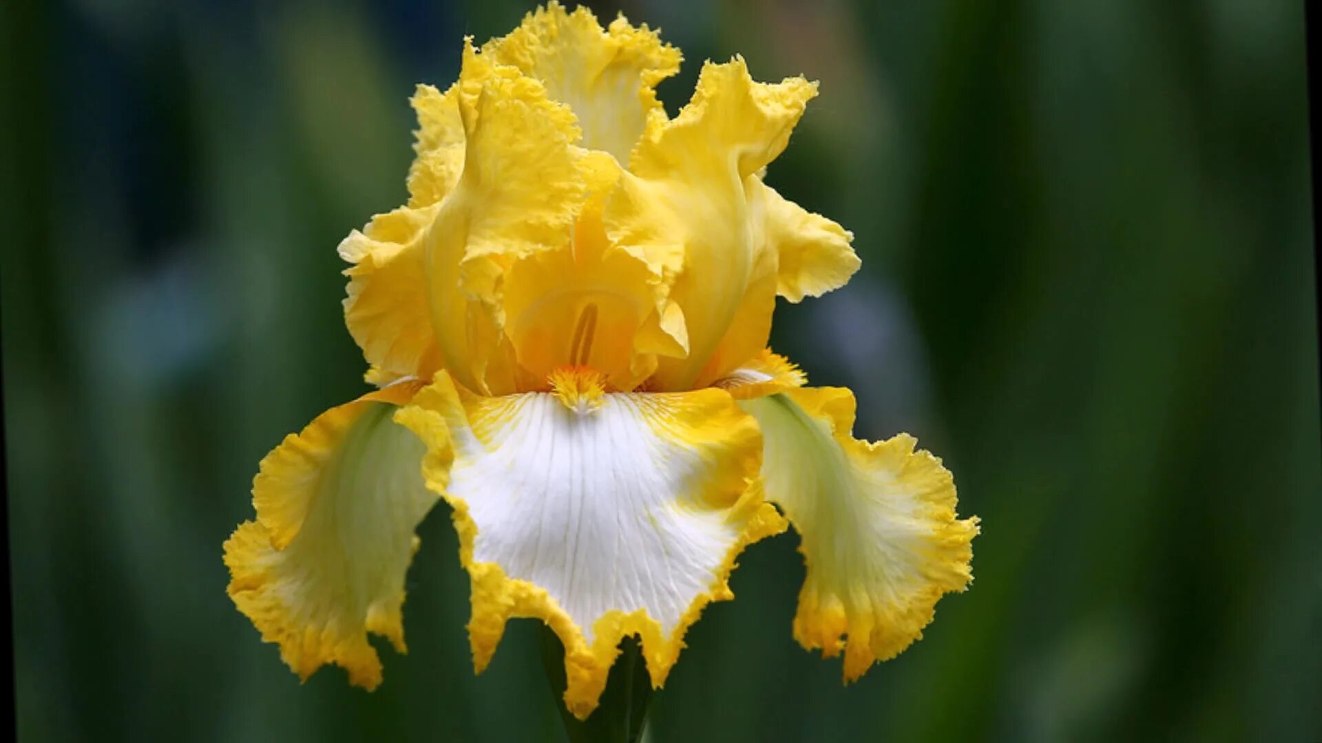 ирис photogenic. ирис сорт кринолин. ирис болд фэшн. сорт ириса that's all folks. Iris видео.