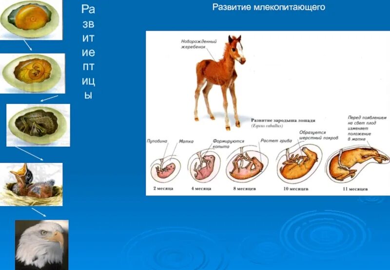 Где и как развивается плод млекопитающих. Развитие животных. Развитие млекопитающих. Онтогенез млекопитающих. Стадии развития млекопитающих.