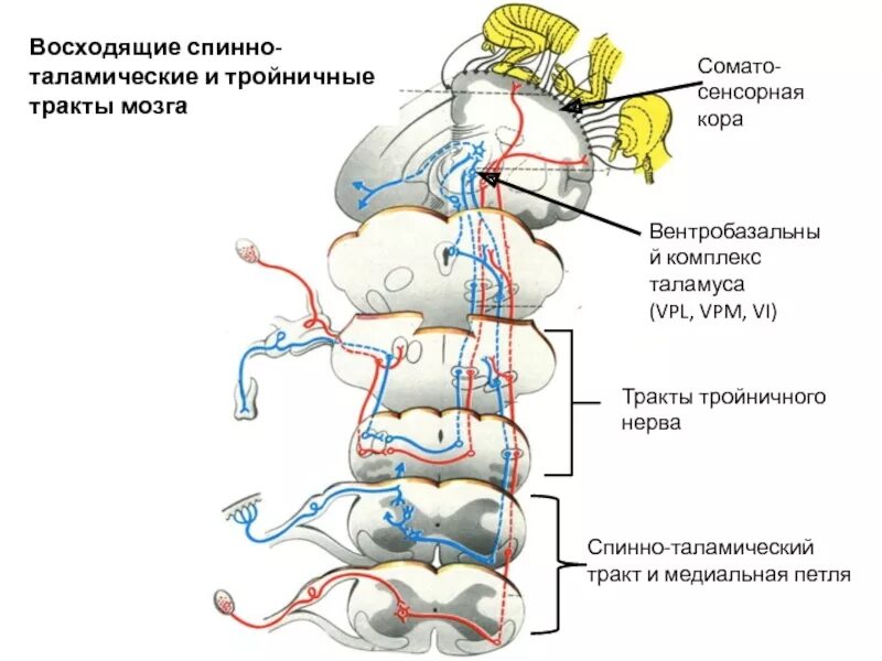 Спинно таламический. Спиноталамический тракт спинного мозга. Спиноталамический путь неврология. Латеральный спиноталамический тракт. Схема спинно-таламического пути.