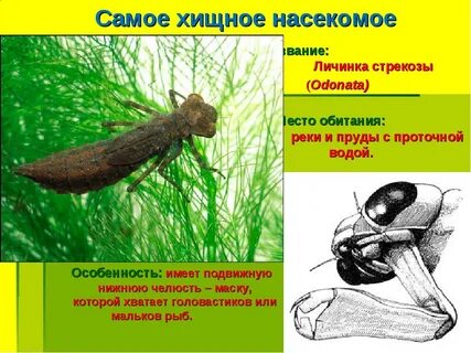 Личинка стрекозы характеристика