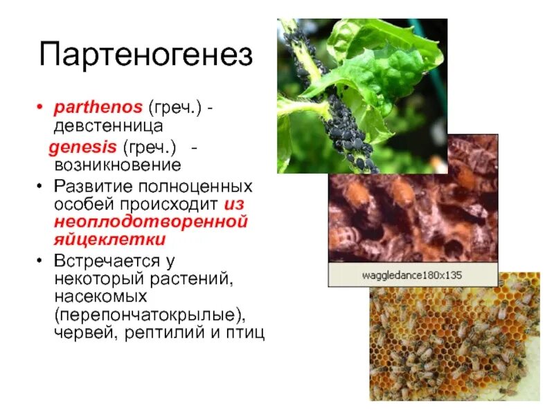 Партеногенез. Партеногенез у растений. Партеногенетическое размножение у растений. Партеногенез примеры.