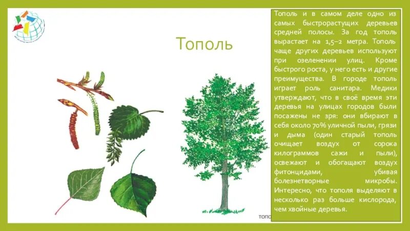 Посадить дерево тополь. Тополь гербарий. Тополь Сибирский дерево. Строение дерева Тополь.