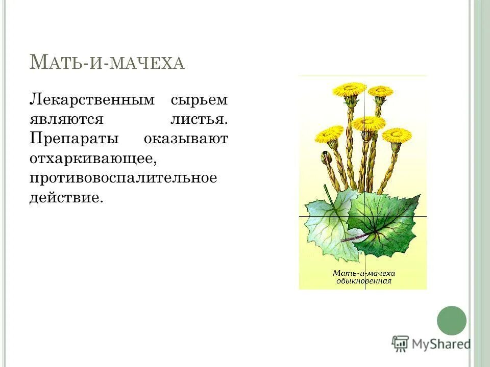 Цветки мать и мачехи польза. Характер жилкования мать и мачехи. Мать и мачеха лекарственная. Мать-и-мачеха листья. Мать и мачеха строение.