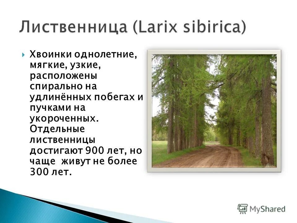 высота деревьев и кустарников. деревья по высоте. секвойя. высота деревьев в лесу. высота деревьев в городе.