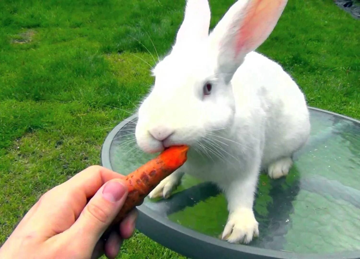 кормление кроликов. кормовой кролик. что едят кролики. декоративный кролик. зайка кушает.