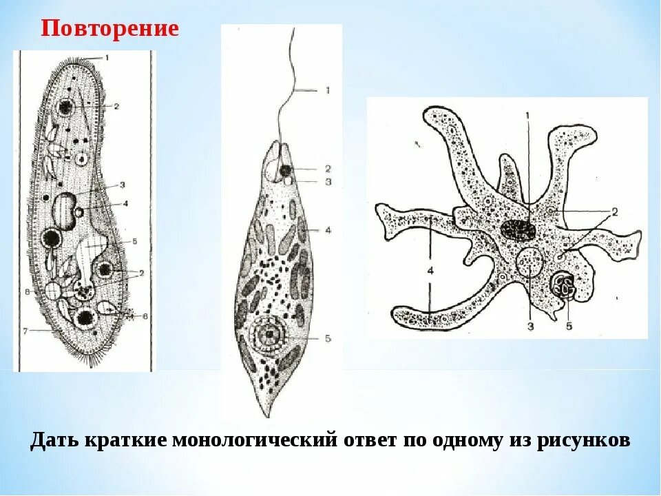 Тип простейшие рисунки. Тип простейшие приемы. типы простейших гриорины.