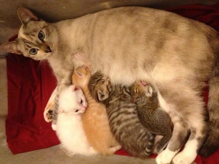 Беременность кошки. Кошки вынашивают котят. Беременная кошка с котятами. Беременные кошки с котятами. Беременность кошки длится.
