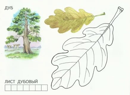 Листья клена и липы