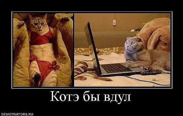 Включи видео про котэ. Котэ демотиваторы. Включи видео про котэ. Включи видео про котэ. Включи видео про котэ.