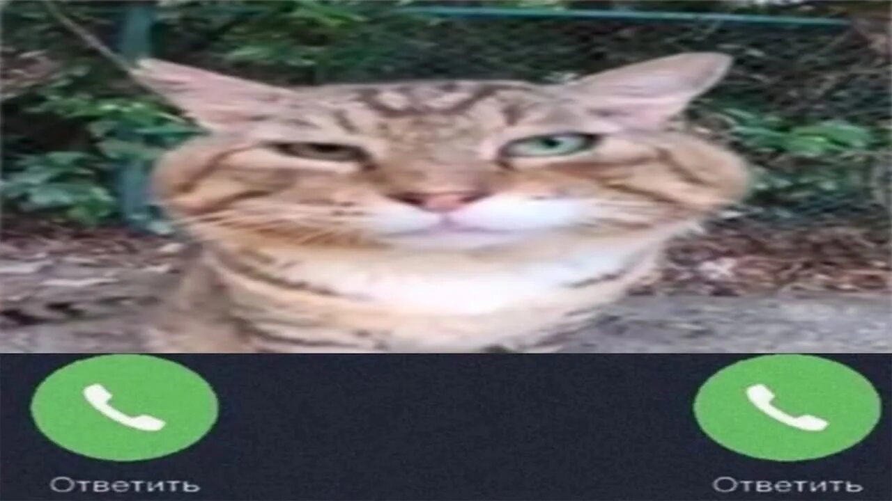 Кот мем из тик. Кот носок. кот носок мем тик ток. кот из мема.