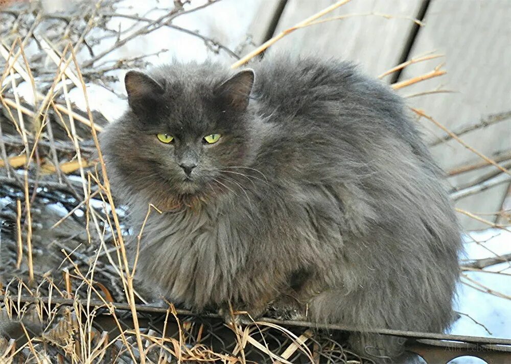 Сколько живут пушистые. Сибирский кот серый. Сибирская кошка агути. Сибирская кошка дымчатая. Сибирская кошка серая.