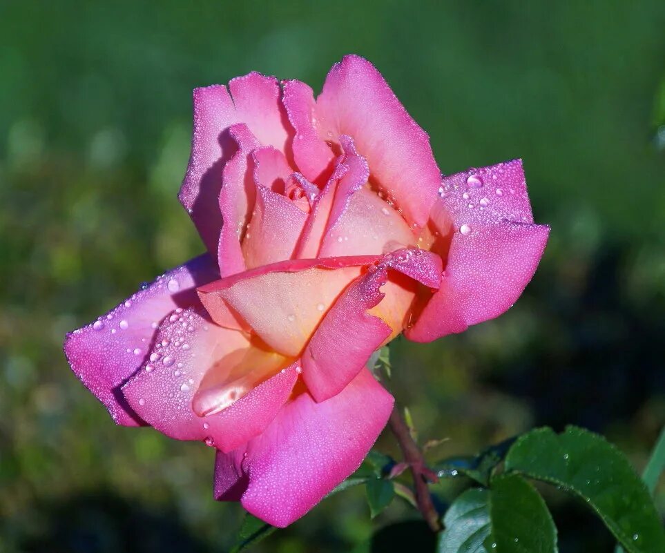 Розовые розы. Розы для наташи. Шикарные розовые розы. Розовые розы автор. Розовые розы автор.