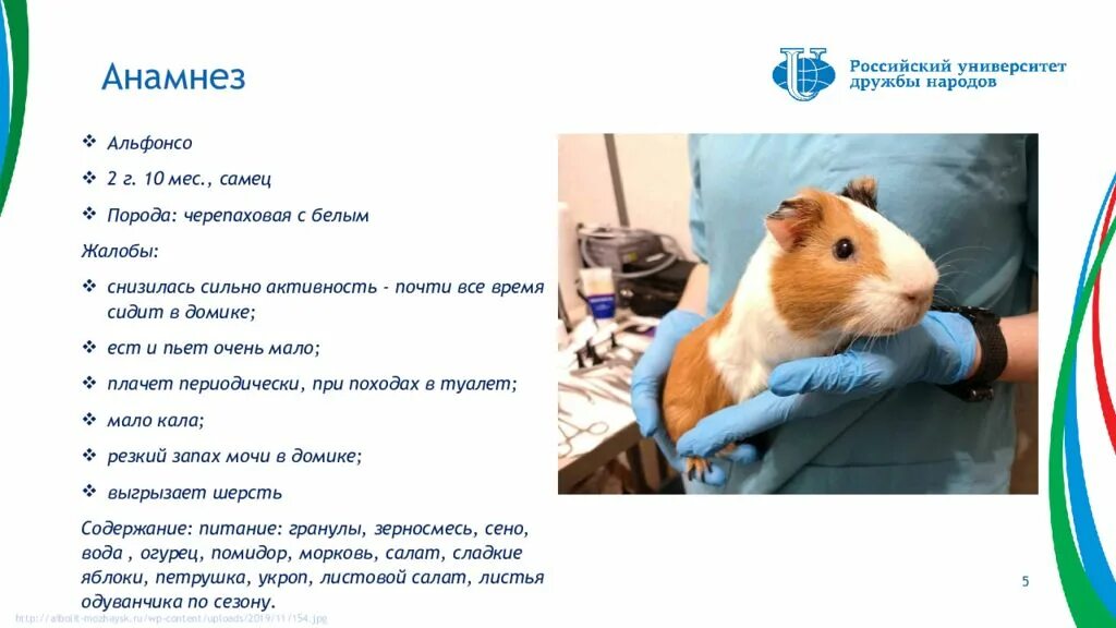 Температура морской свинки. Диаграмма питания морских свинок. Аэродинамика морской свинки. Возраст морской свинки. Факты о морских свинках розетка.