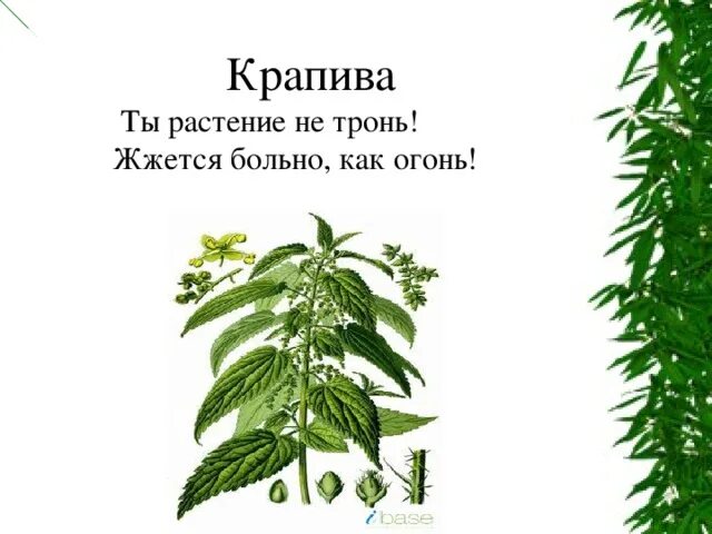 Стихотворение крапива. Загадка про крапиву. Загадка про крапиву для детей. Стих про крапиву. Детские загадки про крапиву.