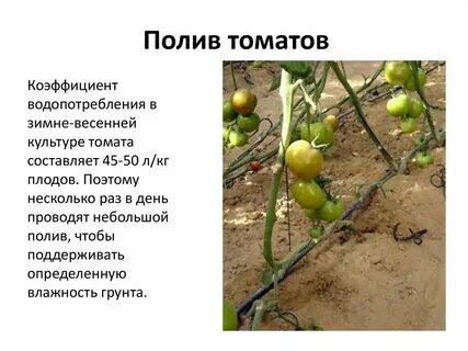 Полив помидор во время созревания плодов