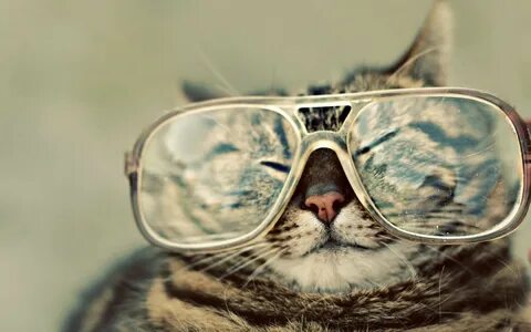 Обои с крутыми котами